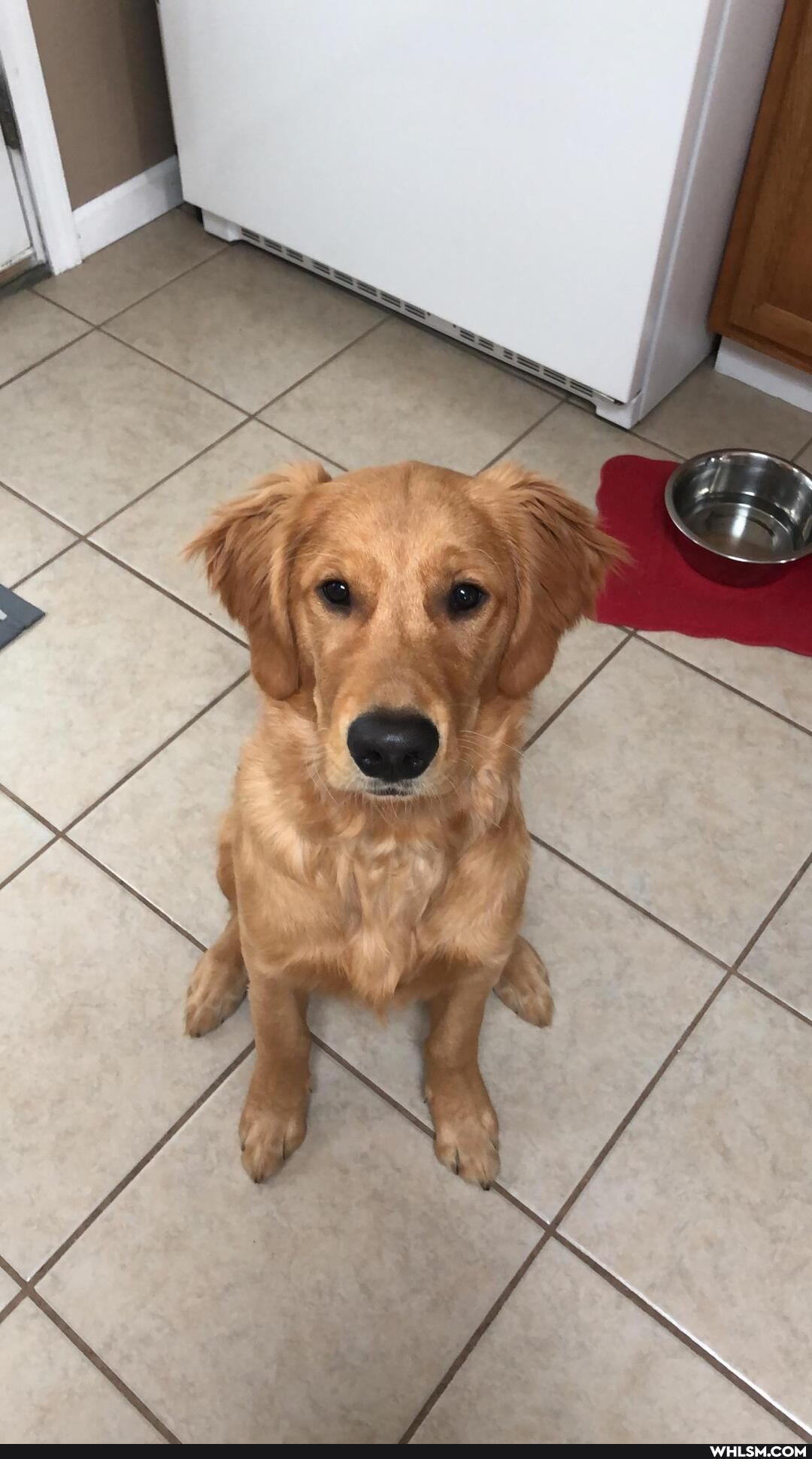 dog, aww, golden_retriever, doggo