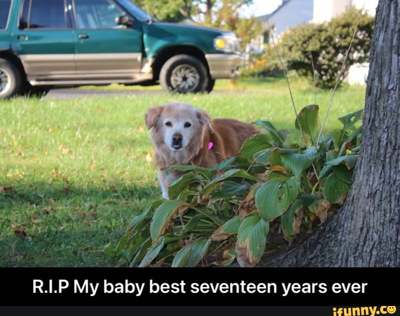 R.I.P My baby best seventeen years ever - R.I.P My baby best seventeen years ever