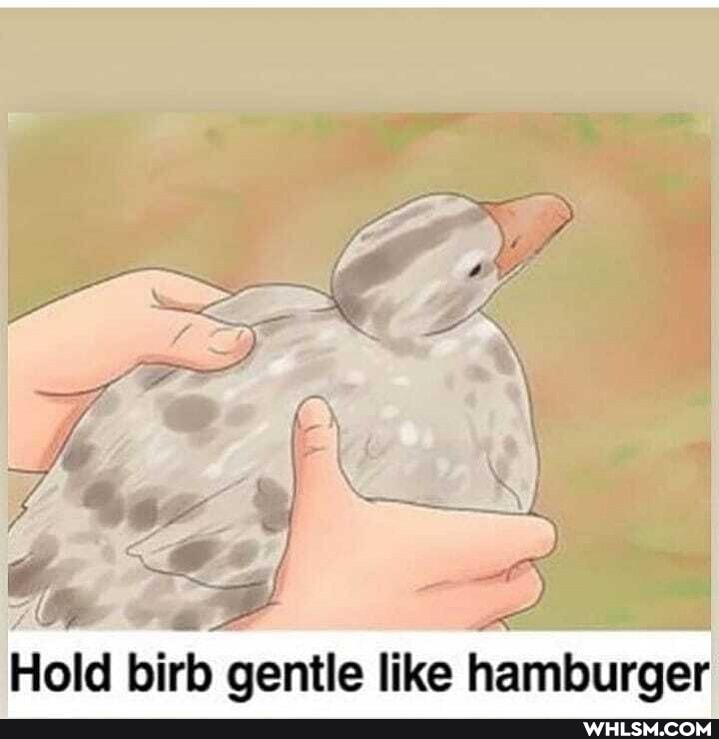 Hold birb gentle like hamburger