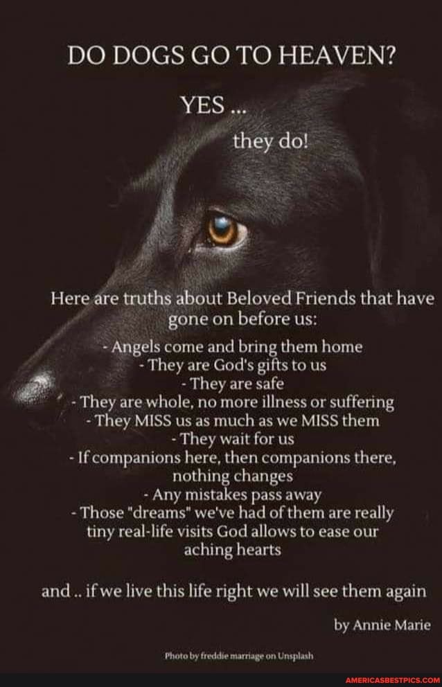 DO DOGS GO TO HEAVEN?
YES they do!
Here are truths about Beloved Friends that have gone on before us:
Angels come and bring them home
- They are God's gifts to us
- They are safe
They are whole, no more illness or suffering
- They MISS us as much as we MISS them
- They wait for us
- If companions here, then companions there, nothing changes
- Any mistakes pass away
- Those "dreams" we've had of them are really tiny real-life visits God allows to ease our aching hearts
and if we live this life right we will see them again by Annie Marie
Photo by freddie marriage on Unsplash