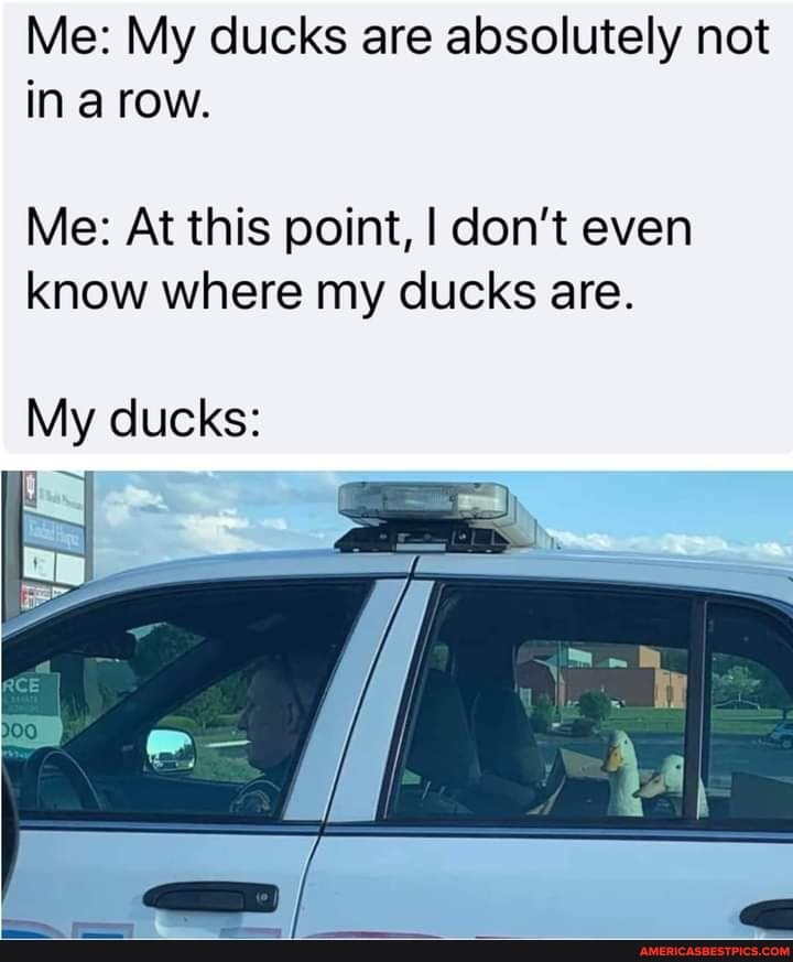 Me: My ducks are absolutely not ina row.
Me: At this point, I don't even know where my ducks are.
My ducks: