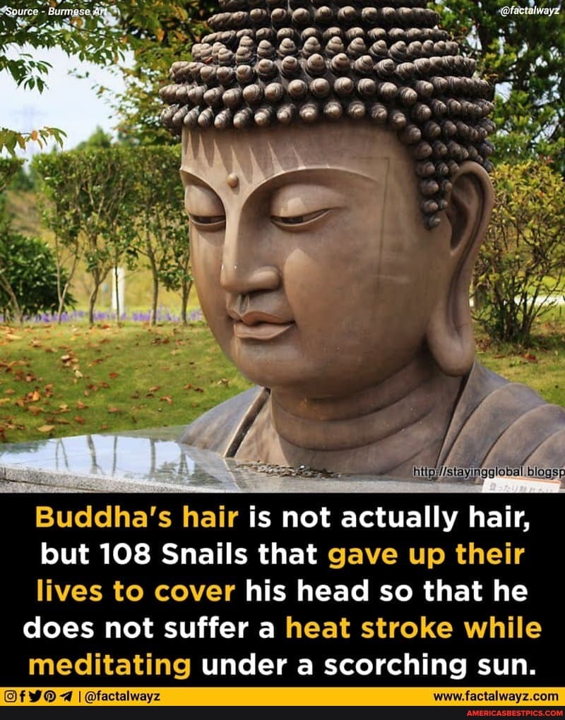 Buddha's hair is not actually hair, but 108 Snails that gave up their lives  to cover