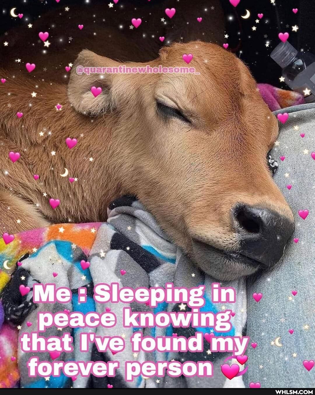 Me : Sleeping in
peace knowing that I've found my
forever person