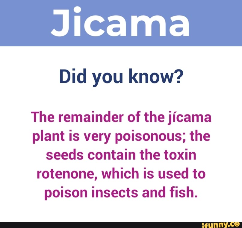 Did you know? The remainder of the jícama plant is very poisonous; the