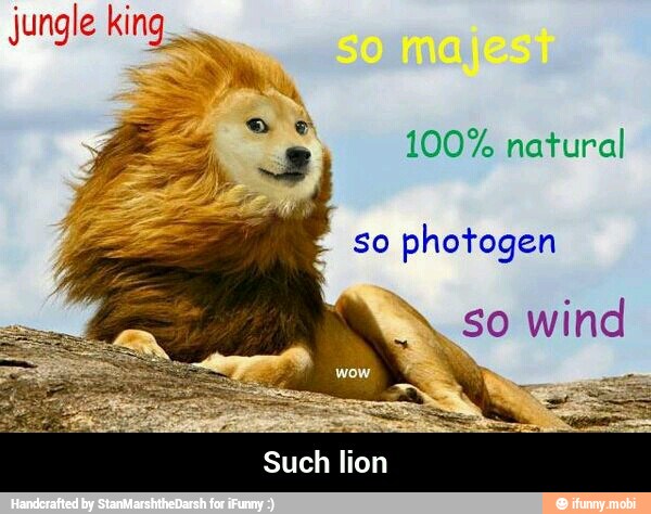 Jungle king.
100% natural
so
photogen
Such lion - Such lion