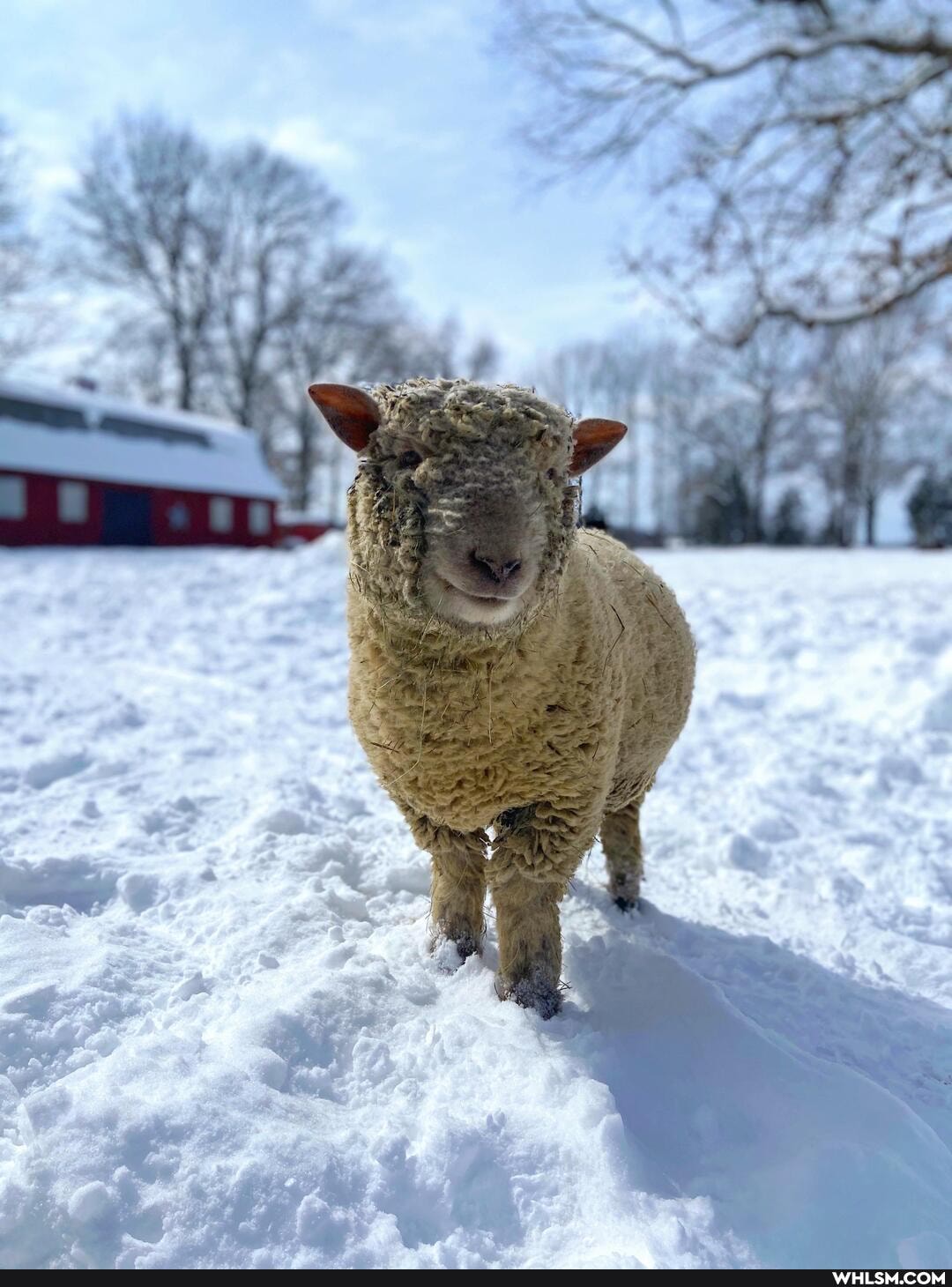 babydoll, snow, literally, called, sheep