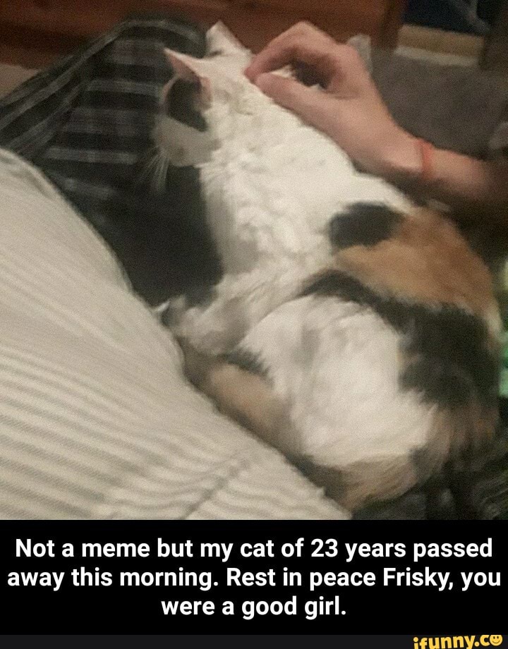 Not a meme but my cat of 23 years passed away this morning. Rest in peace Frisky, you were a good girl. - Not a meme but my cat of 23 years passed away this morning. Rest in peace Frisky, you were a good girl.