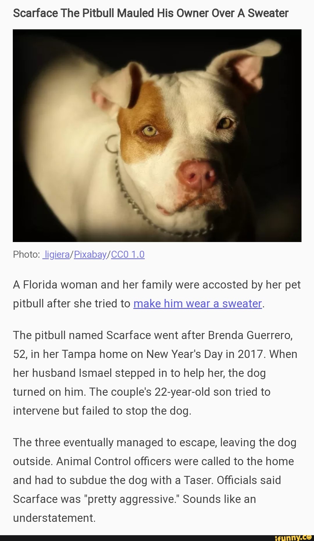 Scarface The Pitbull Mauled His Owner Over A Sweater A Florida woman and  her family were