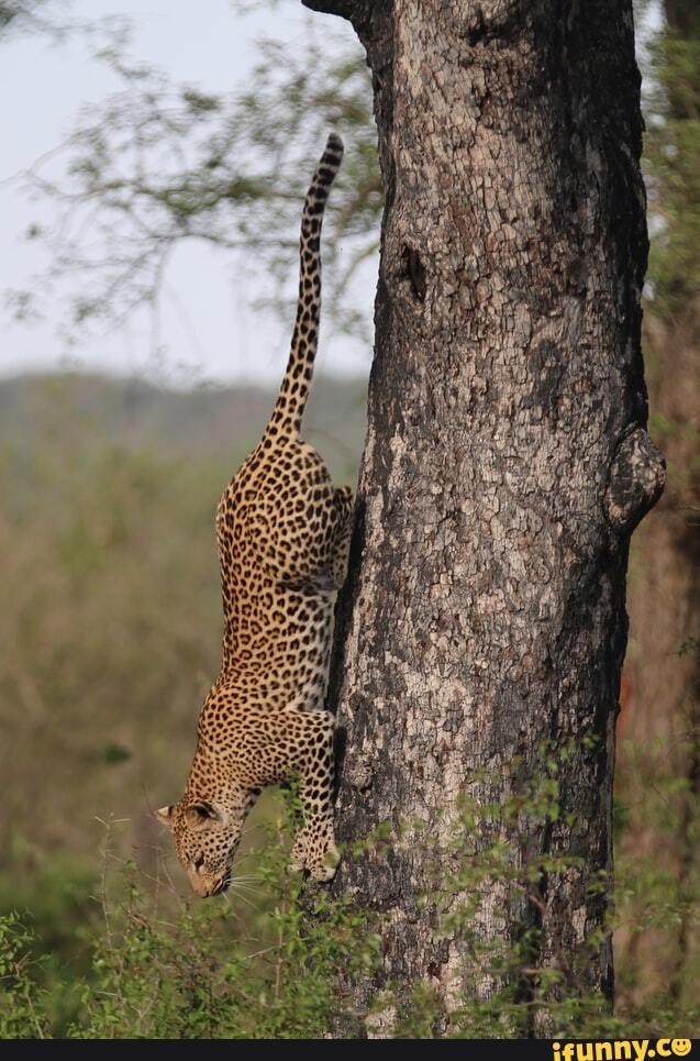 safari, lion, sands, kruger