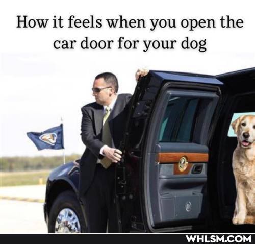 How it feels when you open the car door for your dog