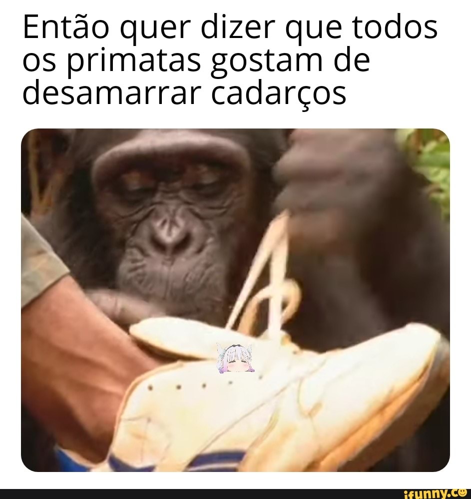 Então quer dizer que todos
os primatas gostam de
desamarrar cadarços