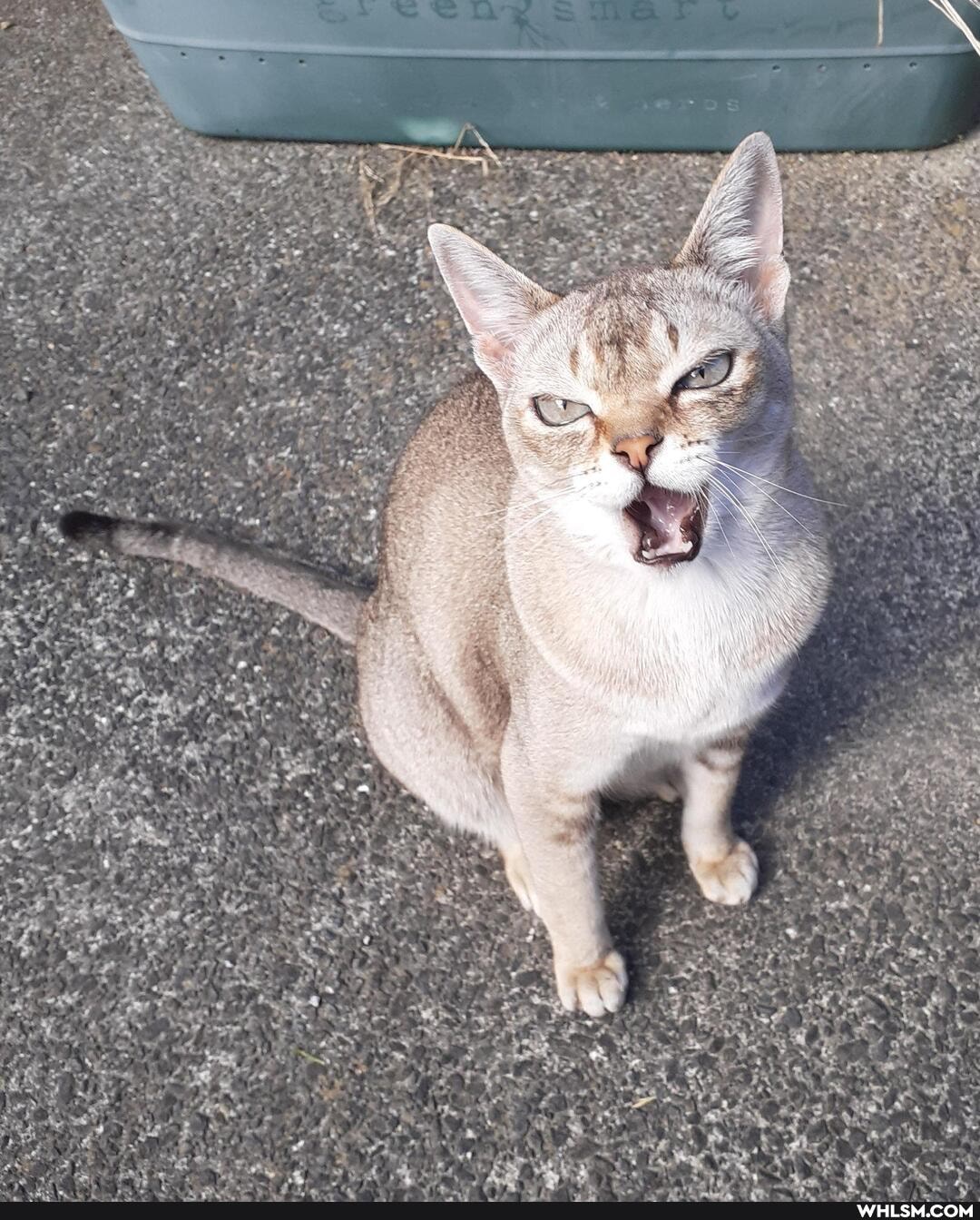 cat, nightmare_fuel, horror, meow