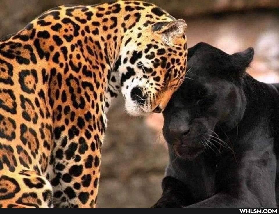 tiger, baby_animals