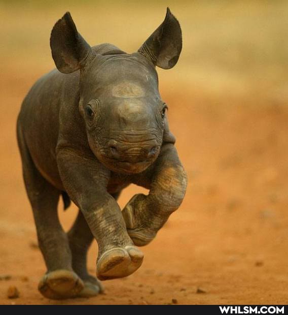 puppy, aww, baby_animals, dump