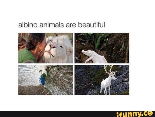 albino animals are beautiful