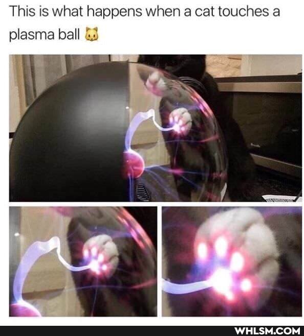 This is what happens when a cat touches a
Is
plasma ball &3