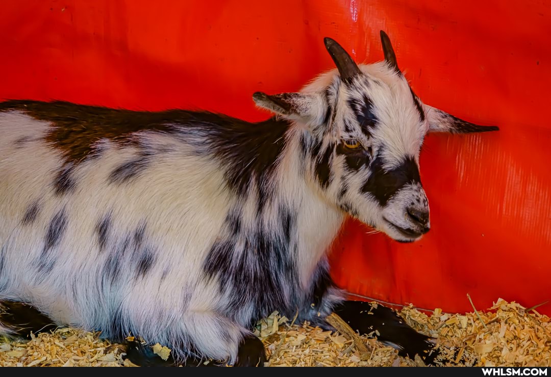 photography, cute_animal, baby_goats, goats