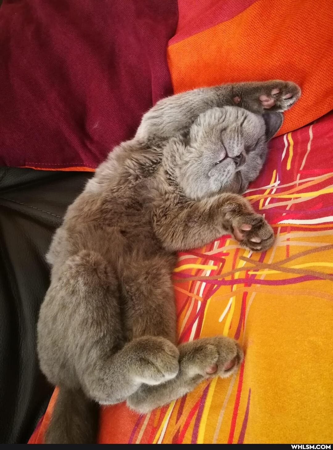 caturday, pets, kittens