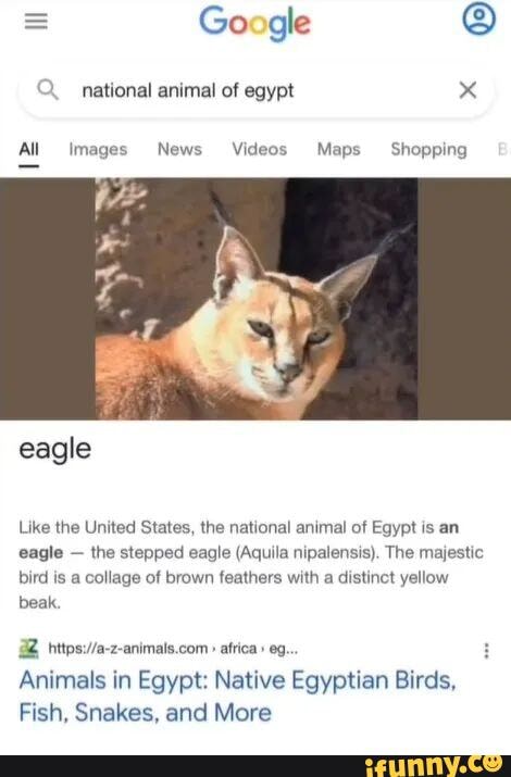 Eagle - = Google ) national animal of egypt x All images News Videos Maps  Shopping eagle Like the United States, the national animal of Egypt is an  eagle - the stepped