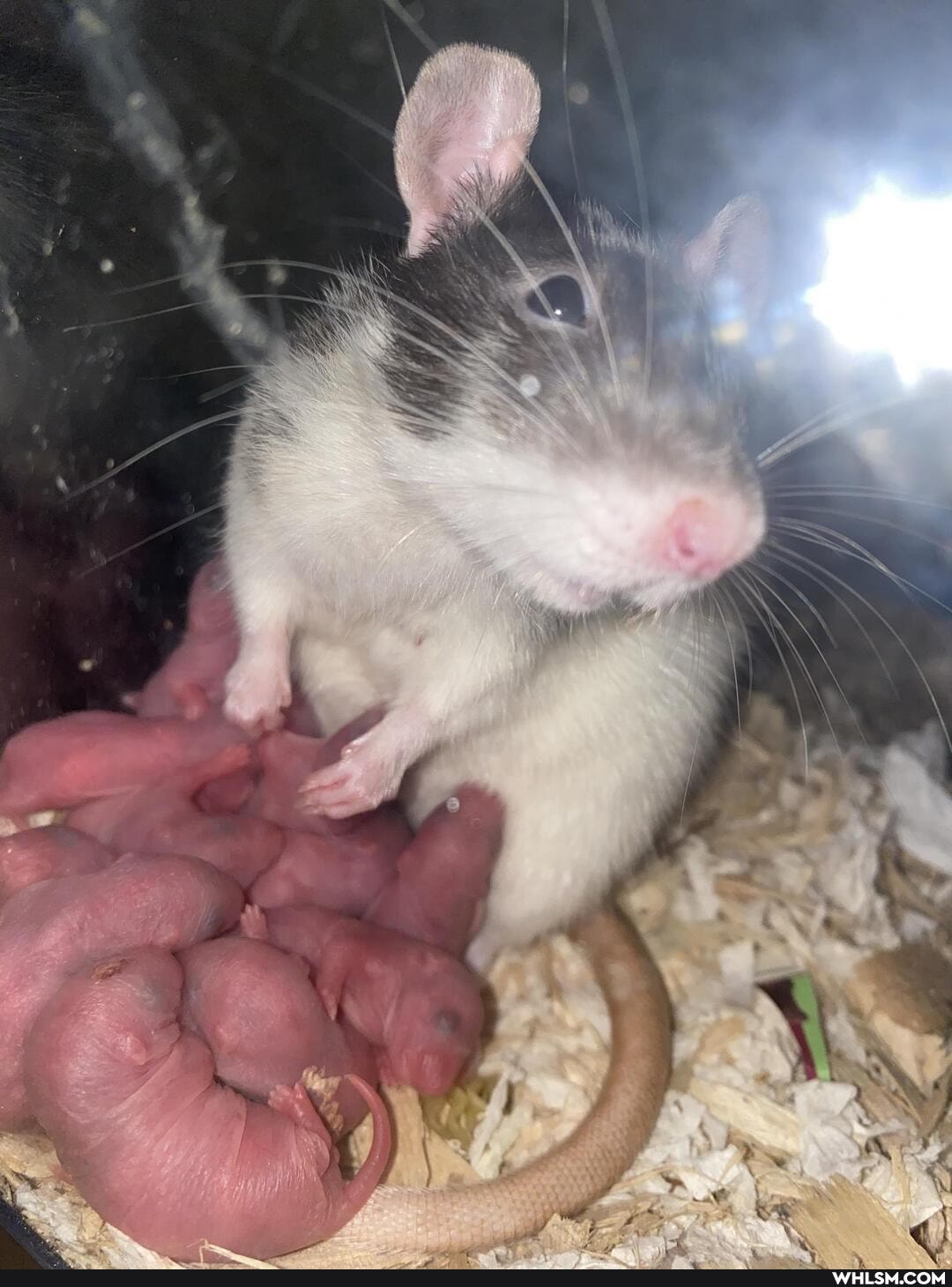 rat, baby, baby_animals, mom