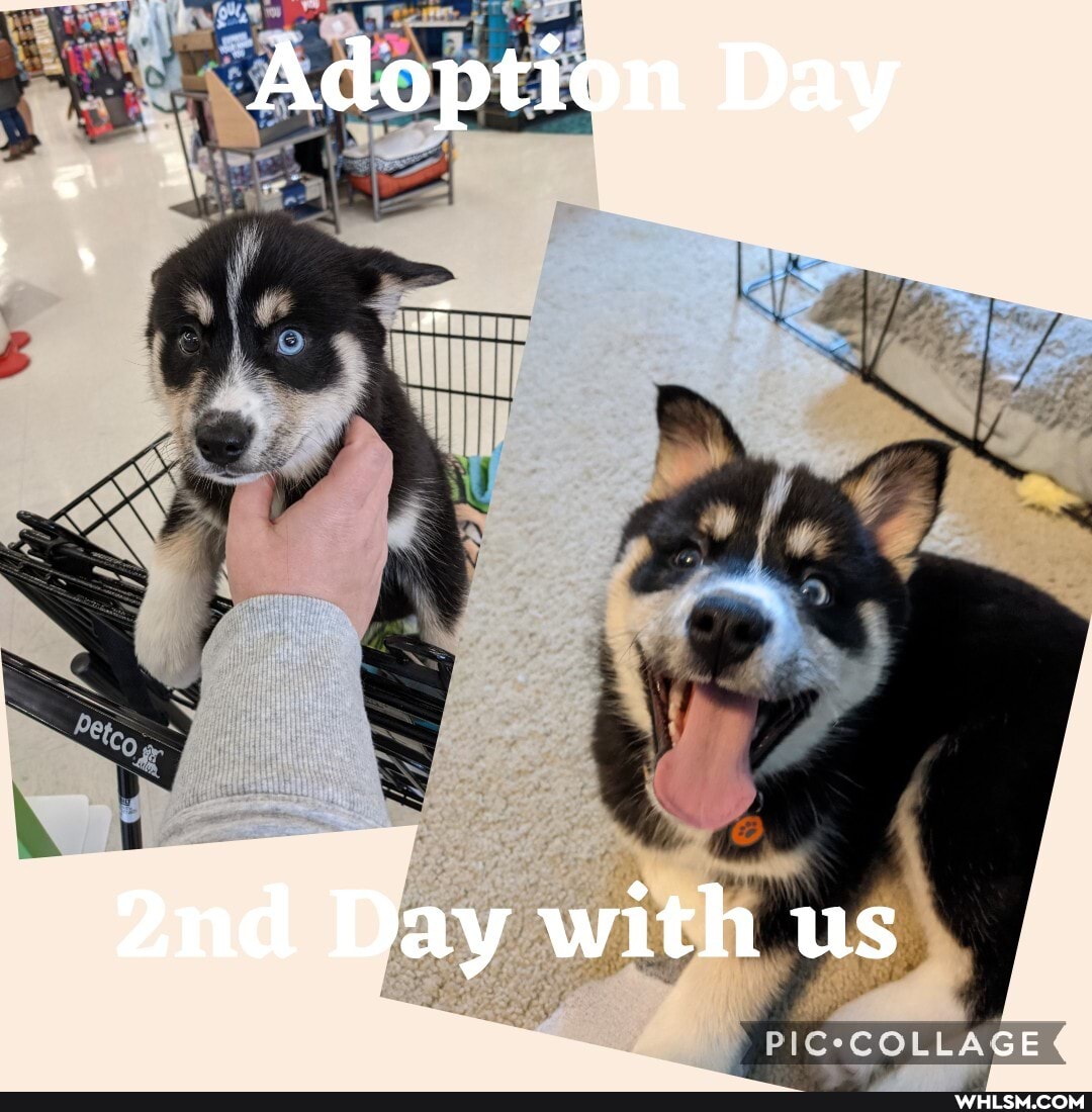 Adoption Day
Day with us