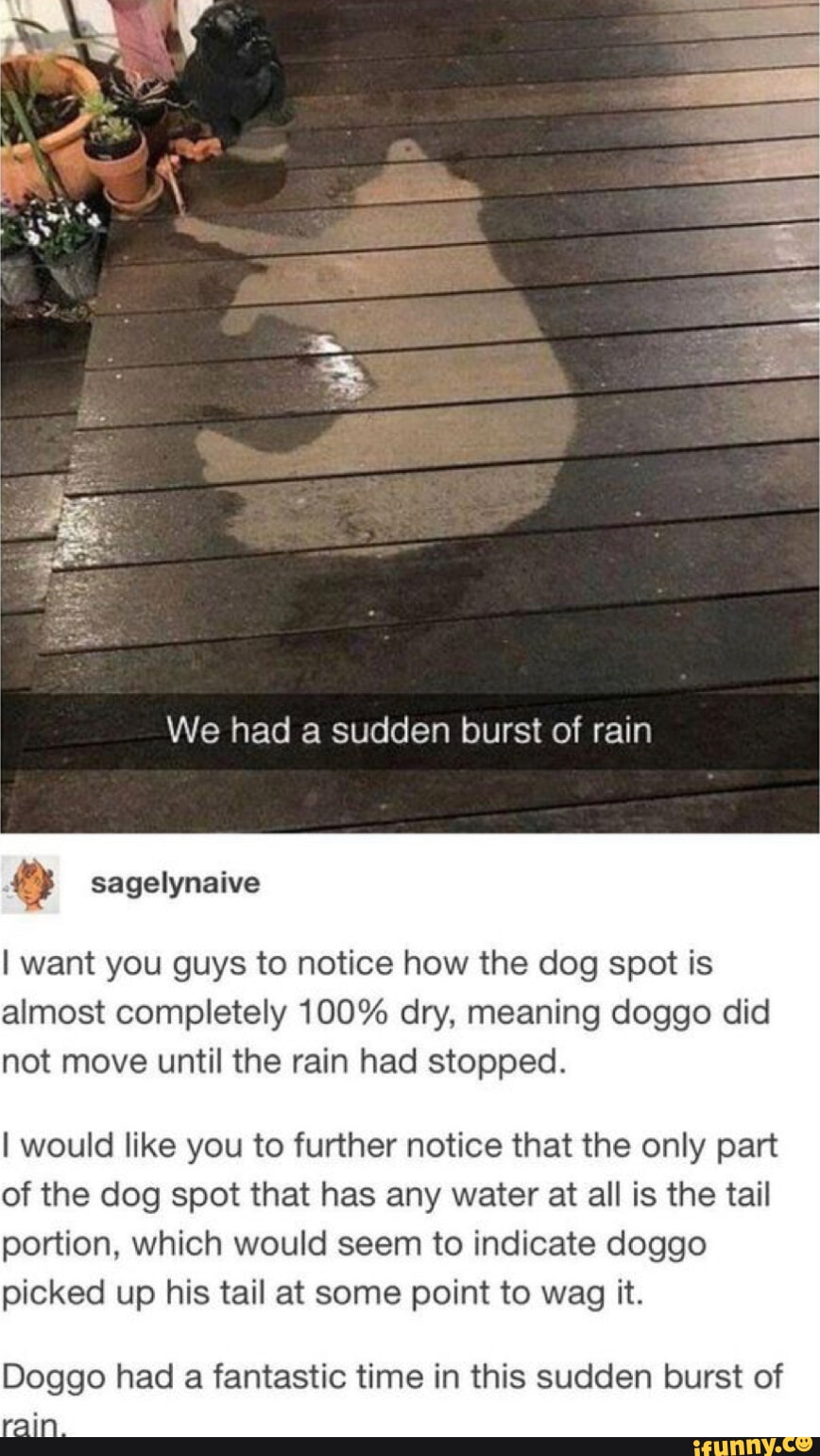 We had a sudden burst of rain I want you guys to notice how the dog We had a sudden burst of rain I want you guys to notice how the dog