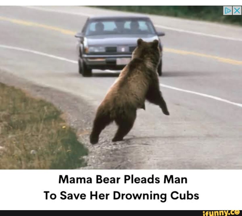Mama Bear Pleads Man To Save Her Drowning Cubs - iFunny