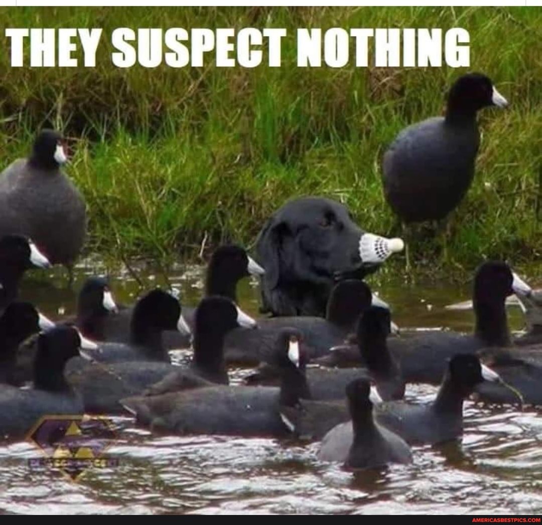 THEY SUSPECT NOTHING
SS
