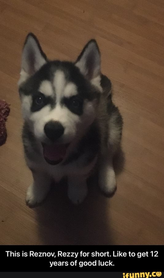 This is Reznov, Rezzy for short. Like to get 12 years of good luck. - This is Reznov, Rezzy for short. Like to get 12 years of good luck.