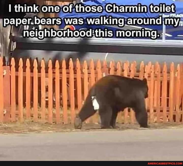 Think one of those Charmin toilet paper bears was walking around I my