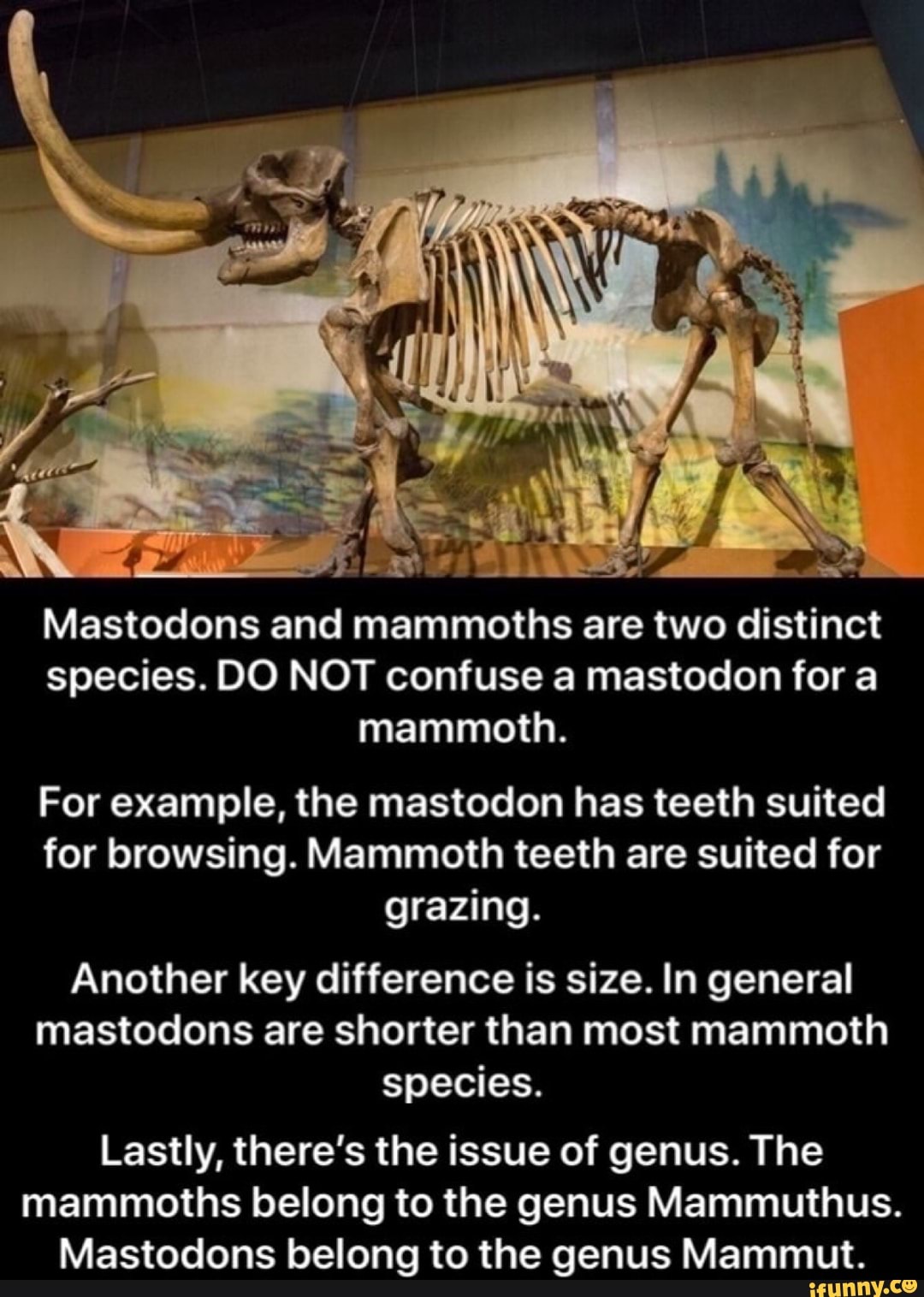 Species. DO NOT confuse a mastodon for a mammoth. For example, the