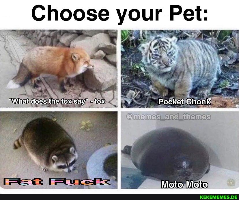 Choose your Pet:
"What does the fox Pocket ChonK
Moto Moto