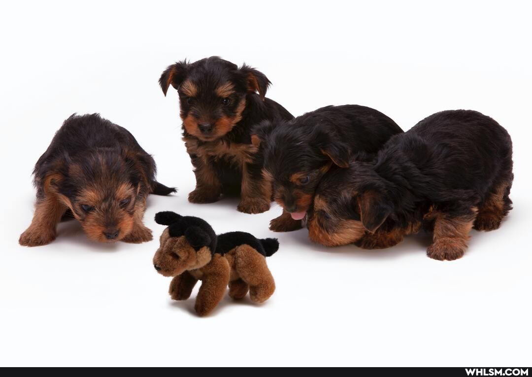 baby_animals, mom, cats_and_dogs, milk, hungry
