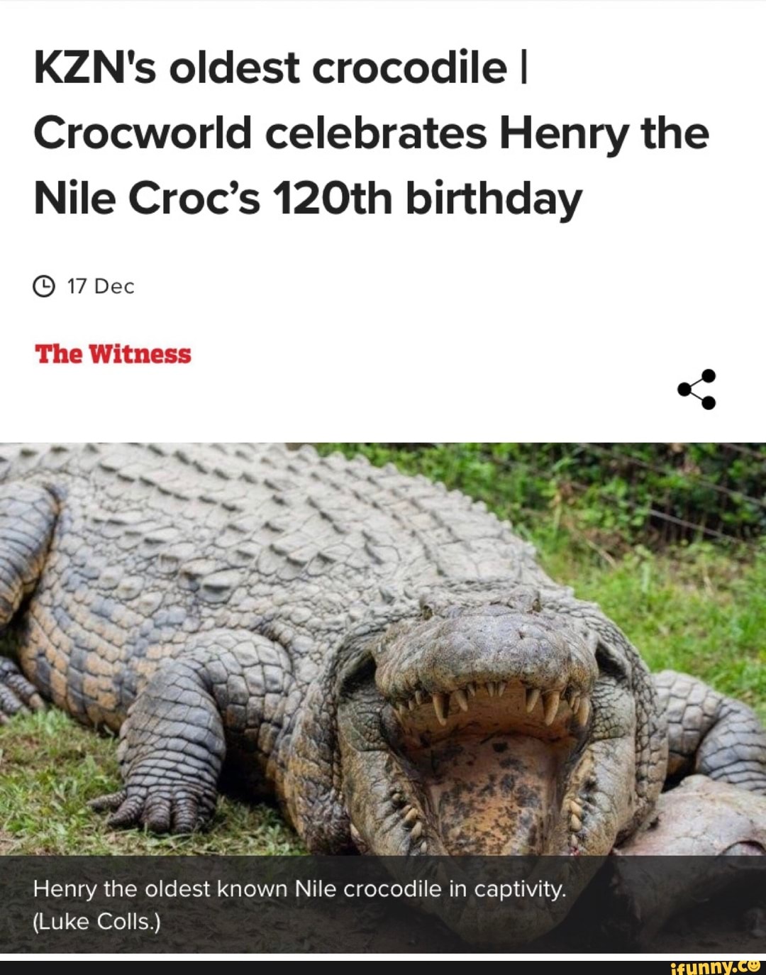 KZN's Oldest Crocodile I Crocworld Celebrates Henry The Nile Croc's ...