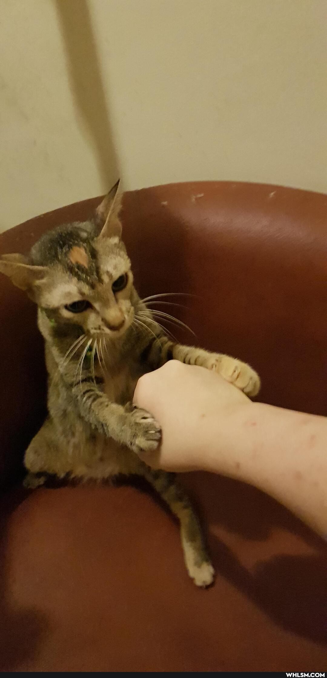 cat, cats