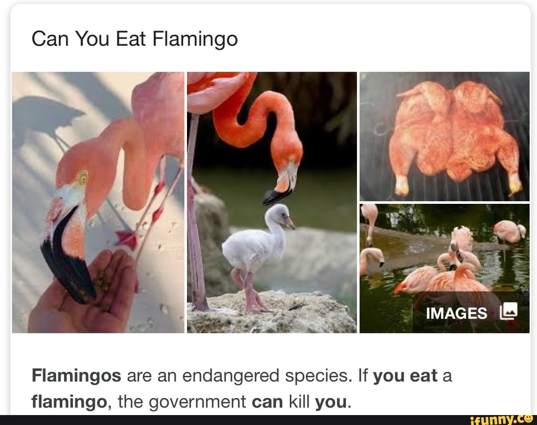 Can You Eat Flamingo Flamingos Are An Endangered Species If You Eat A Flamingo The Government Can Kill You Ifunny