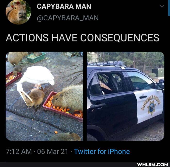 CAPYBARA MAN
@CAPYBARA_MAN ACTIONS HAVE CONSEQUENCES
7.12 AM 06 Mar 21 - Twitter for iPhone