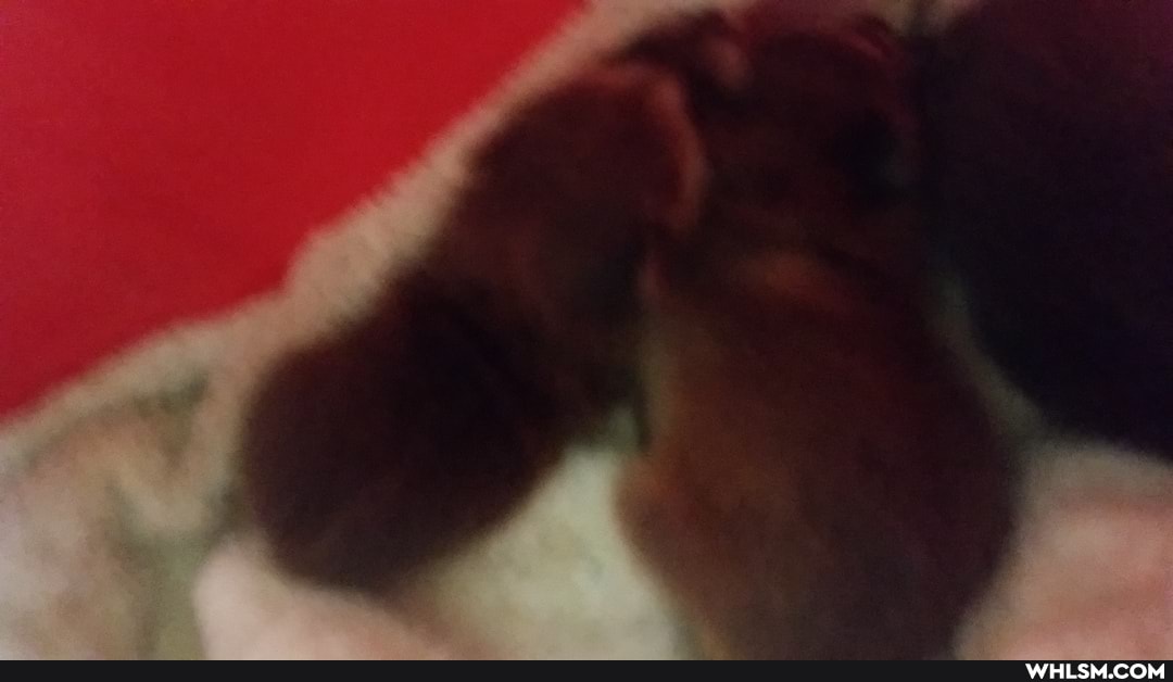racnoons, racnoon, baby_animals