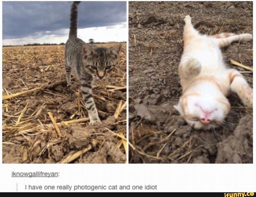 I have one really photogenic cat and one idiot