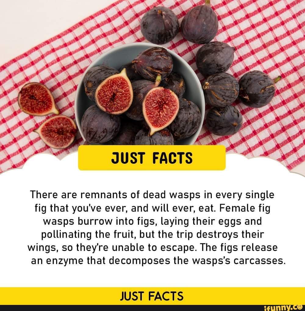JUST FACTS There are remnants of dead wasps in every single fig that