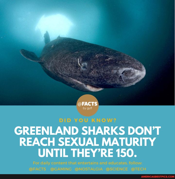 🦈 💦 The Greenland Shark (aka The Gurry Shark) Has The Longest Known 