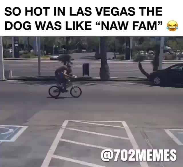 So hot in las vegas the dog was like "Naw FAM" @702MEMES.