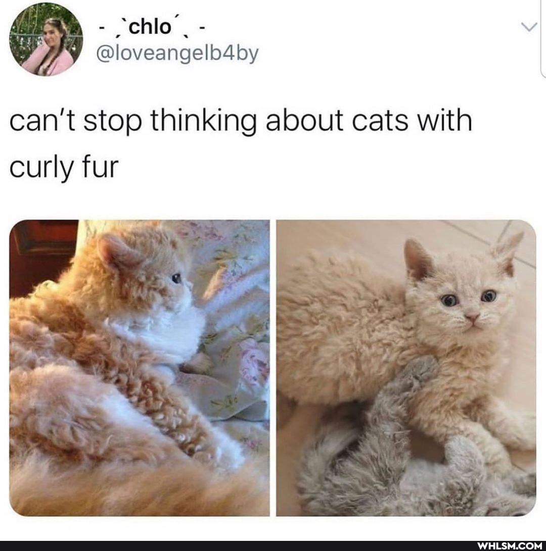 can't stop thinking about cats with curly fur