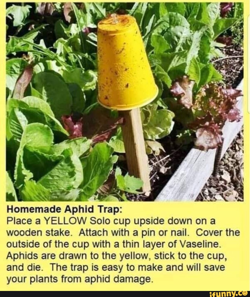 Homemade Aphid Trap Place a YELLOW Solo cup upside down on a wooden