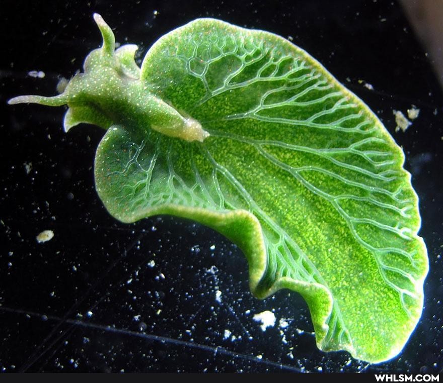 dump, cleanse, sea_slugs