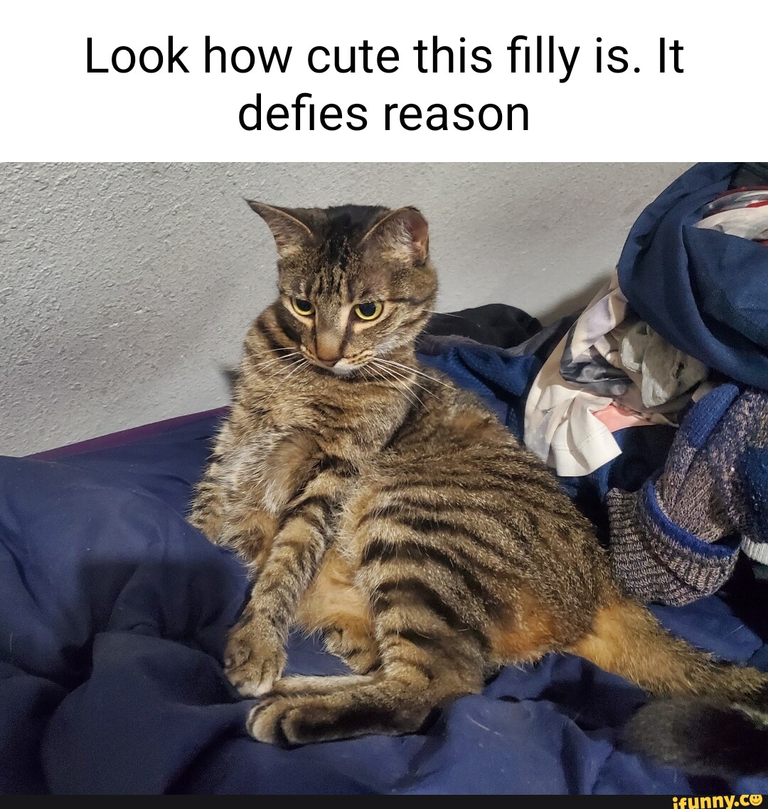 Look how cute this filly is. It defies reason - iFunny