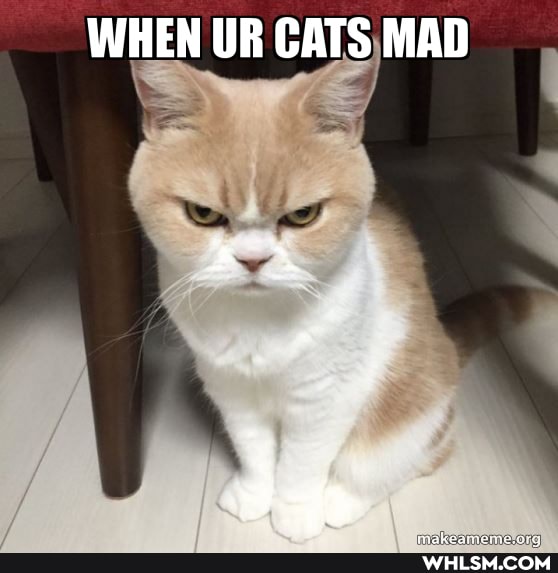 WHEN UR CATS MAD