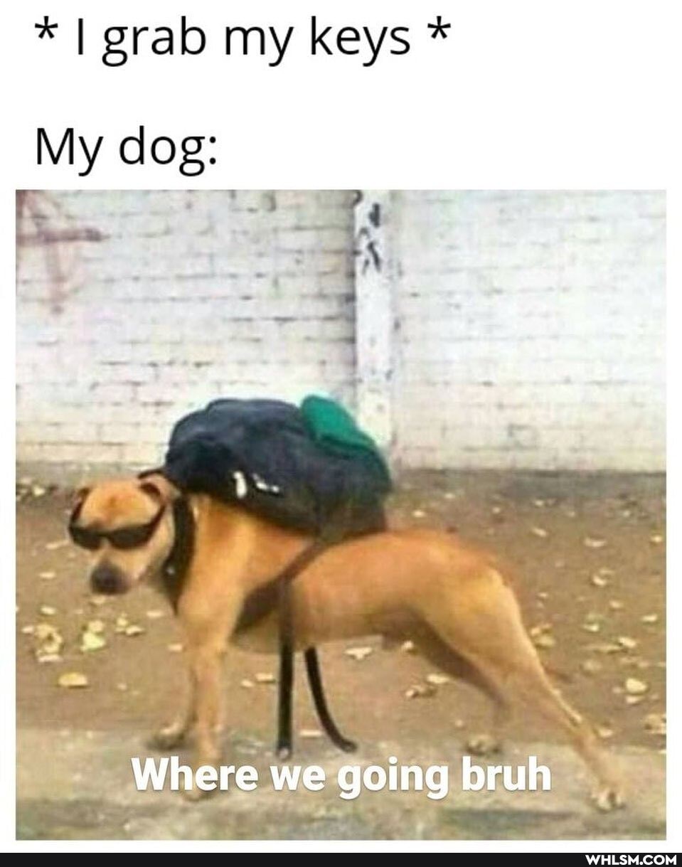 * I grab my keys *
My dog:
Where we going bruh