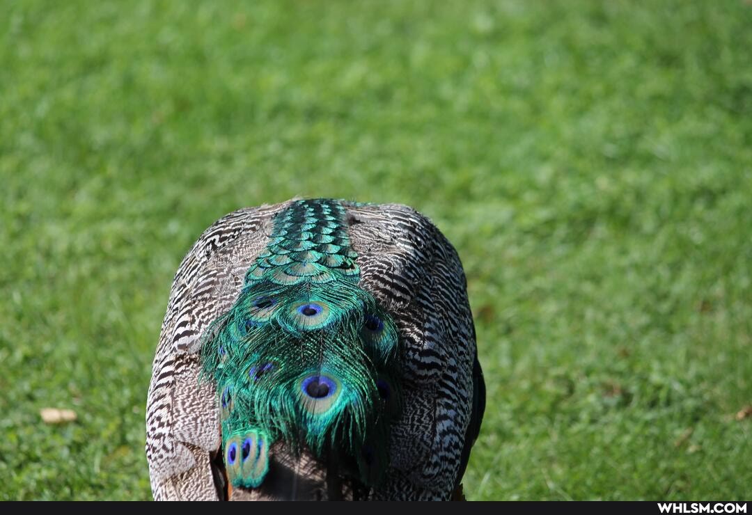 photography, birds, peacock