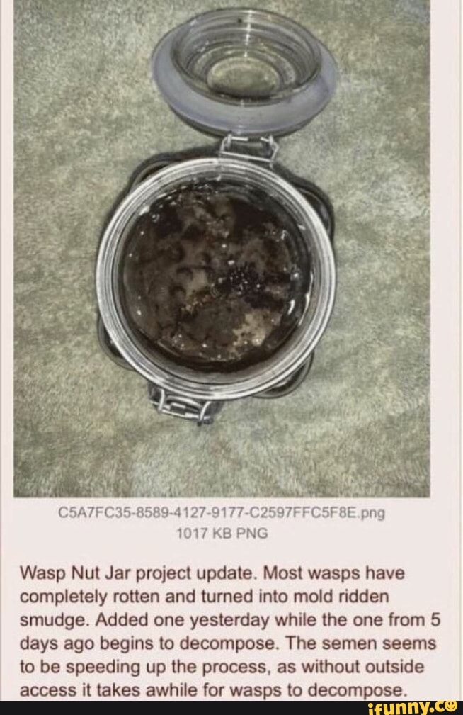 Jar With Rotted Wasp Nut Jar project update. Most wasps have completely rotten and ...